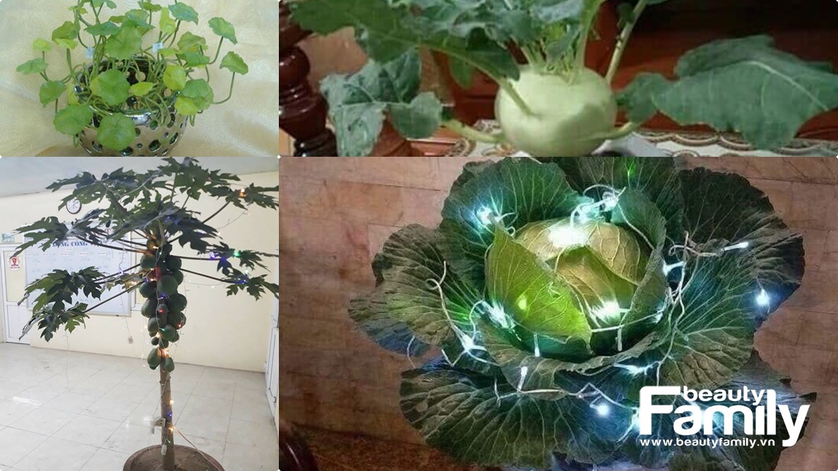 Thú chơi cây cảnh 1-0-2 Tết 2019, nhìn đã thấy một năm vui vẻ