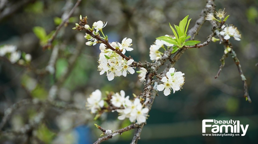 Chùm ảnh: Sắc mận Tây Bắc phủ trắng chợ hoa Tây Hồ