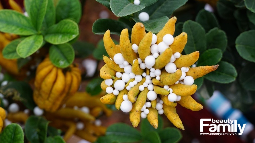 Phật thủ: Thêm lựa chọn để cầu một năm sung túc