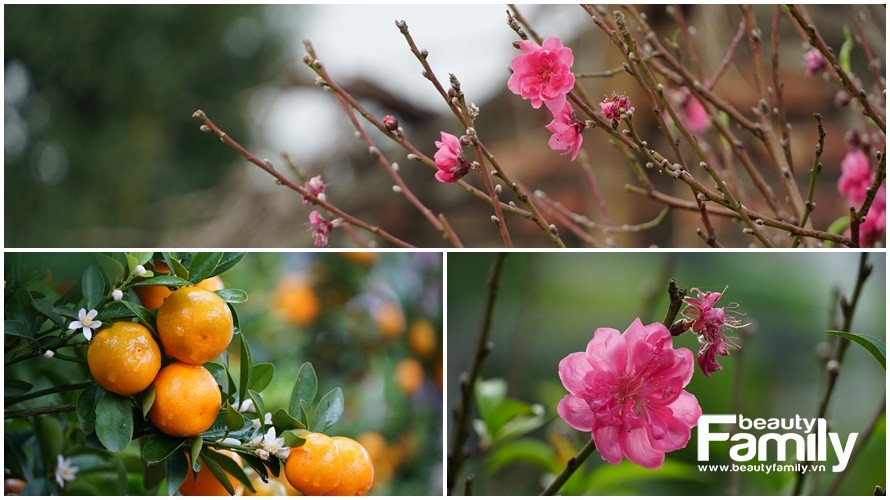 Hé lộ bí quyết chọn đào, quất chuẩn cho năm mới sung túc